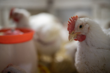 chicken in a village on a mini-farm hay white broilers