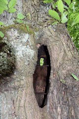 Pień drzewa  © Iwona