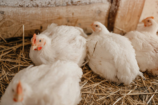 chicken in a village on a mini-farm hay white broilers