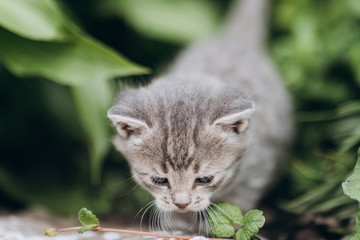 Naklejka na ściany i meble a very small kitten walks on the grass funny