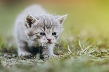 Naklejka na ściany i meble a very small kitten walks on the grass funny