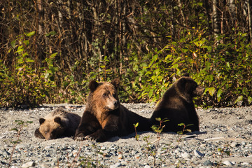 Grizzly Bär in freier Wildbahn mit Baby Bär