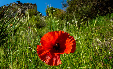 Red poppy in a green field, closeup shot in the early morning.