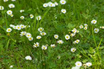 Three bright chamomile flowers with green background 