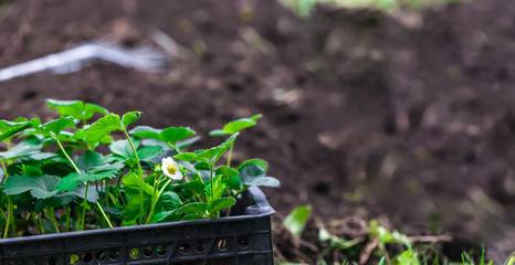 a box of strawberry seedlings stands in the garden