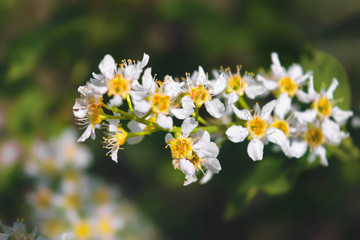 Blooming bird cherry branch with white flowers on a blurred natural background close-up.