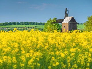 close up view to the flowering rapeseed in the field and old wooden windmill 