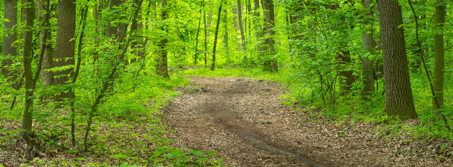 panoramic view to green forest with pathway in spring day