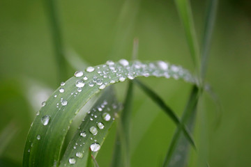 Dew on a blade of green grass, macro shot. Water drops glittering on a meadow, freshness concept, nature background