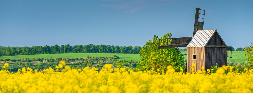 flowering rapeseed in the field and back side of old wooden windmill under blue sky with copy space