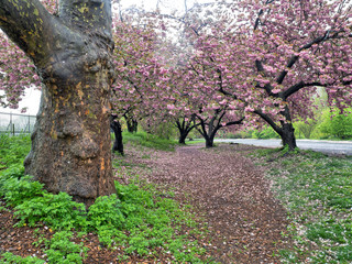 Fototapeta premium Japanese cherry tree in spring