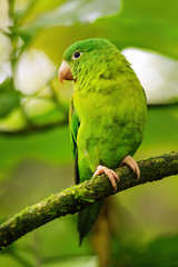 Orange-chinned parakeet (Brotogeris jugularis) sitting in a tree