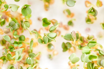 Microgreen sprouts, arugula and watercress, macro photo, close-up, top view.
