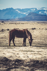 Horse On Field