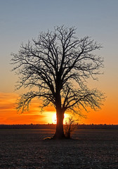 Lone Tree Sunset