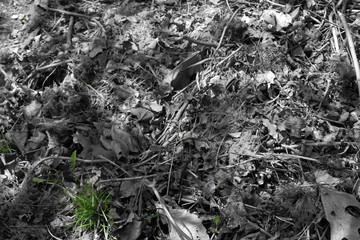 Black and white leaves with green grass