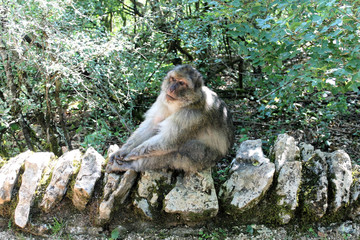 Fototapeta na wymiar Macaque de Barbarie assis