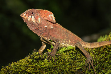 Male smooth helmeted iguana (Corytophanes cristatus) sitting on a log