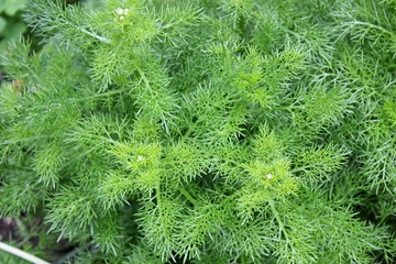 green grass background