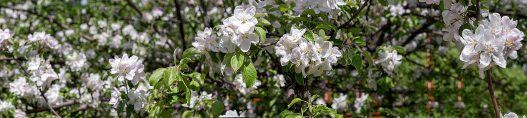 Obraz na płótnie Canvas Blossoming flowers on the apple tree, panorama.
