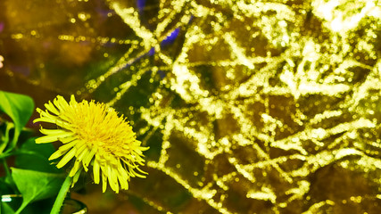 dandelion close up macro color warm background