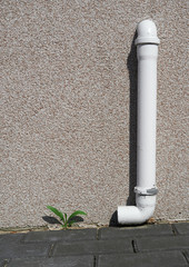 a small plant tries to grow in urban concrete next to a drainpipe