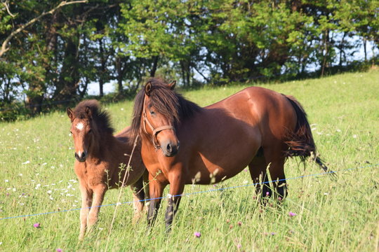 yegua con potrilla en el campo