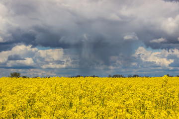Obraz premium storm clouds over a yellow rape field