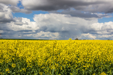 
storm clouds over a yellow rape field