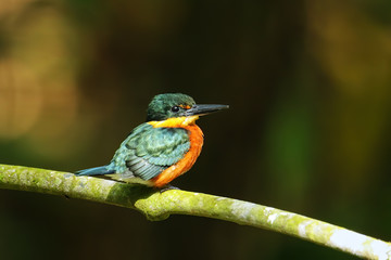 American pygmy kingfisher (Chloroceryle aenea) perched on a stick