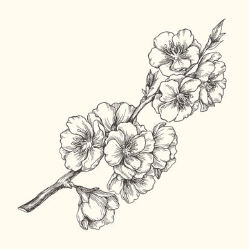 Vector vintage illustration with almond blossom in engraving style. Botanical hand drawn blooming apple branch isolated on white. Floral sketch
