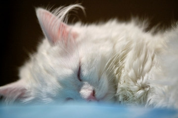 white cat sleeping close up color low light
