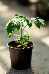 
tomato seedlings in an industrial greenhouse. the harvest