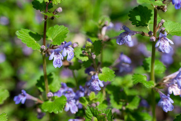 Purple flowers of glechoma hederacea in the garden.