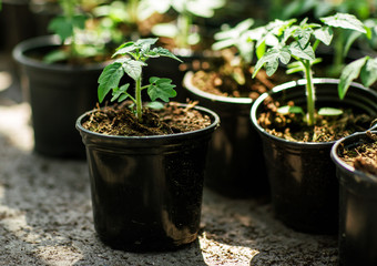 
tomato seedlings in an industrial greenhouse. the harvest
