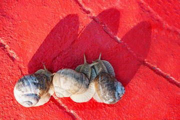 Snails crawl in the garden