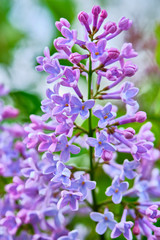 Obraz premium lilac flowers macro on a nature background vertical