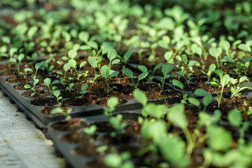 
cabbage seedlings in an industrial greenhouse