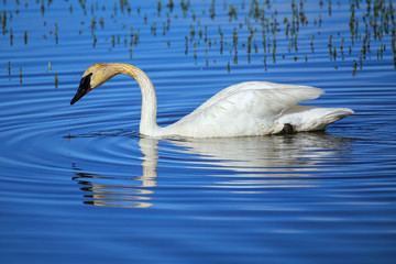 Trumpeter swan in Yellowstone National Park, Wyoming