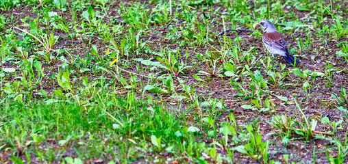 Obraz premium Blackbird sitting in the grass General plan color