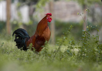 Fototapeta premium Homemade brown colored chicken in full house.