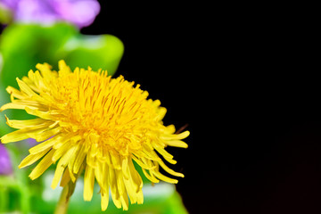 dandelion close up macro color low light