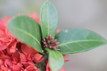 The texture and fresh leaf