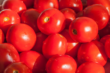 Fresh Organic Farm Tomatoes
