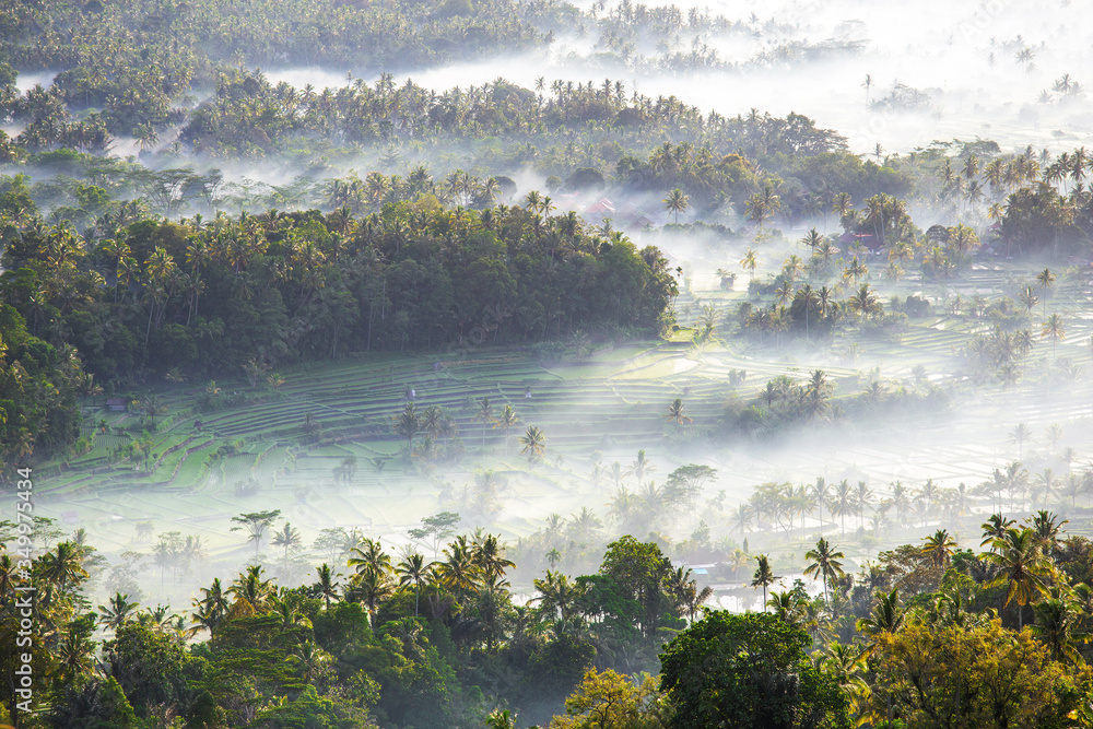 Poster Beautiful tropic forest in the fog