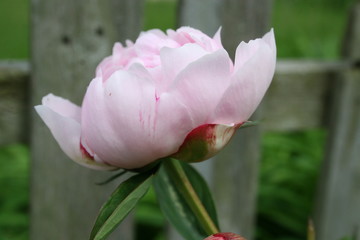 Open Pink Peony Bud 2020 I