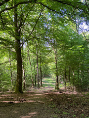 Der Weg ist das Ziel - Wald