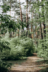 trees forest road sees thicket light from sky fresh air