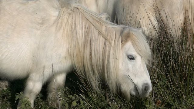 White Ponies, Cutes Animals, in Grass