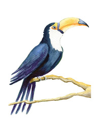 Hand painted watercolor dark blue indigo toucan isolated on the white background